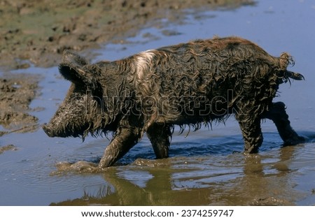 Mangalica pig, Mangalitza, Mangaliza, sheep pig, Mangalitza woolly pig in the wallow Royalty-Free Stock Photo #2374259747