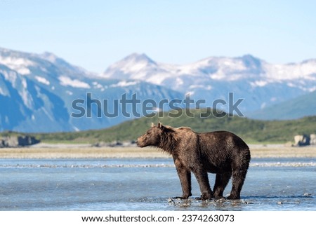 Brown bear (Ursus Arctos) stands in the water, behind mountains, Katmai National Park, Alaska, USA Royalty-Free Stock Photo #2374263073