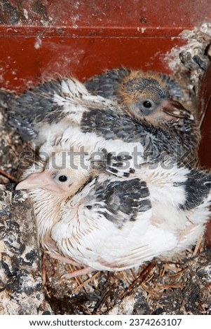 Two young, still flightless city doves (Columbidae) in nest, Germany