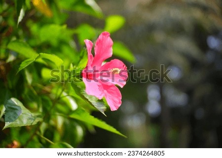 Hibiscus syriacus flowering plant that grows beautifully in the garden