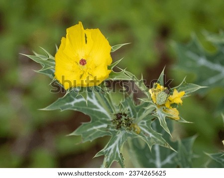 A plant named thistle poppy