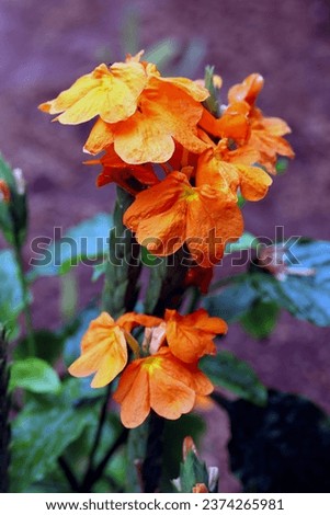 Close up of orange marmalade flower growing fertilely planted in ground 