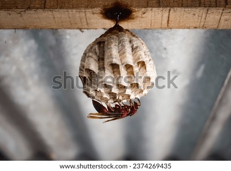 Wasp on nest inside the house under the ceiling Royalty-Free Stock Photo #2374269435