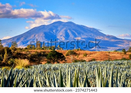 tequilero agave in front of a volcano in tepic nayarit, sanaganguey volcano Royalty-Free Stock Photo #2374271443