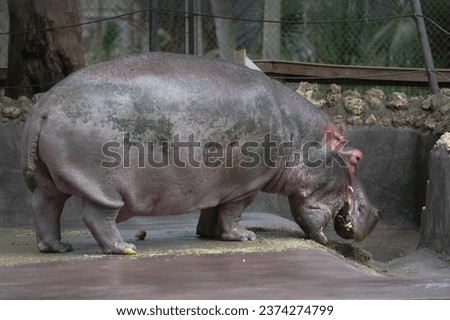 hippopotamus eating a bale of hay