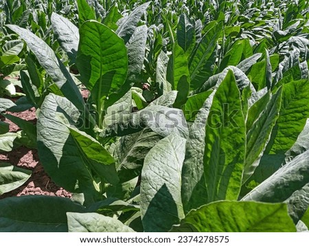 Nicotiana Tabacum or Cultivated Tobacco Plants in the Garden During A Hot Day