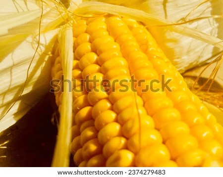 focus picture of corn bees