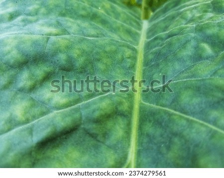 Close Up and Texture of Nicotiana Tabacum or Cultivated Tobacco Leaf in the Garden During the Day Royalty-Free Stock Photo #2374279561