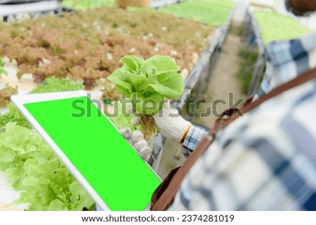 Male Asian farmer uses laptop to monitor business of gardening vegetables, salad vegetables, organic vegetables, grown with water, green screen, empty space.