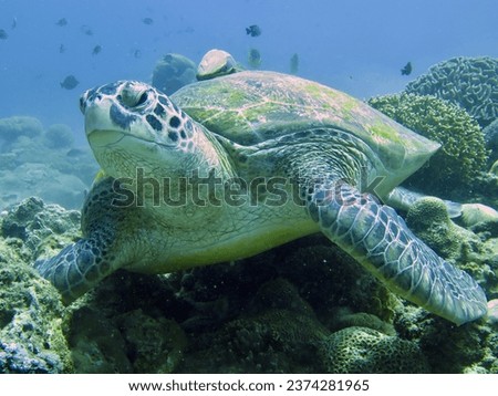 Sea turtle and remora fish. A sea turtle lies on the bottom among the corals.                               