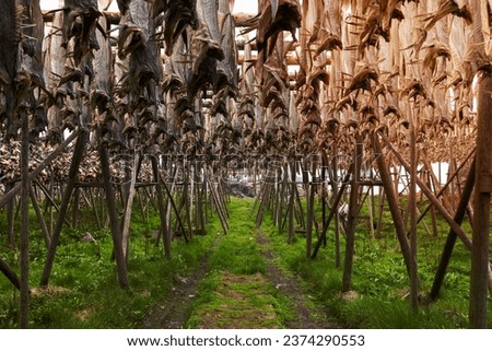 Rows of drying cod fish in the sun on traditional wooden racks in Lofoten Islands, Norway, Europe