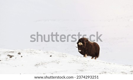 Portrait of a Musk Ox in Dovrefjell cold mountains in winter, Dovre, Norway. Royalty-Free Stock Photo #2374293251