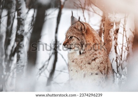 Close portrait of european lynx cat sits in the snow. Vignetting made by snow on the trees. Cold winter in January.
