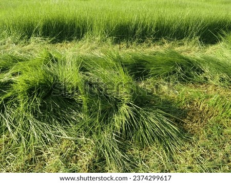 Brachiaria Humidicola grass, suitable for cultivation in grazing fields. Resilient to humid conditions and provides good forage for livestock. Royalty-Free Stock Photo #2374299617