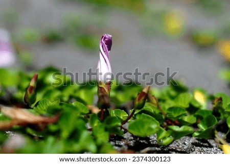Selective focus Japanese bindweed flowers , For use in illustrations Background image or copy space