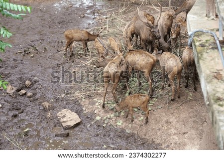 Axis axis ceylonensis | Sri Lankan axis deer 2023 
