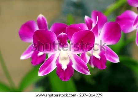 Close up blooming purple orchid flowers 