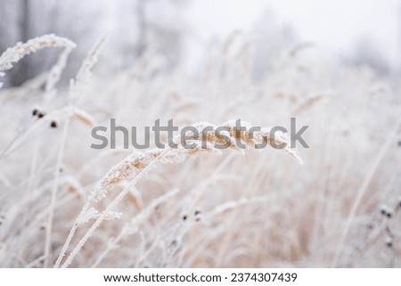 Tall dried crops under the snow. Winter season, snow lies on dried grass. Under the weight of snow, the grass bent down. Cold weather. Low temperature.  Royalty-Free Stock Photo #2374307439