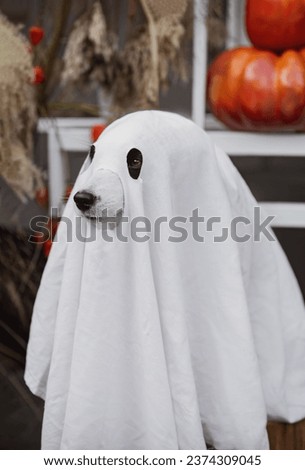 Ghost dog in Halloween costume