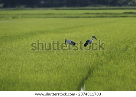 A stork flies over a rice field, in Nakhon Sawan province, north of Bangkok on October 12, 2023 Royalty-Free Stock Photo #2374311783