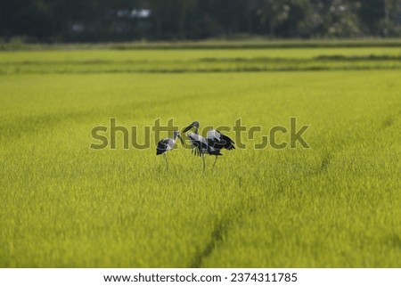 A stork flies over a rice field, in Nakhon Sawan province, north of Bangkok on October 12, 2023 Royalty-Free Stock Photo #2374311785
