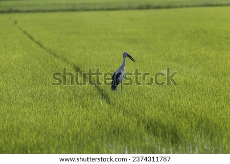 A stork flies over a rice field, in Nakhon Sawan province, north of Bangkok on October 12, 2023 Royalty-Free Stock Photo #2374311787