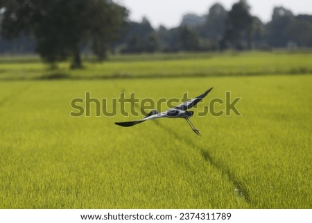A stork flies over a rice field, in Nakhon Sawan province, north of Bangkok on October 12, 2023 Royalty-Free Stock Photo #2374311789