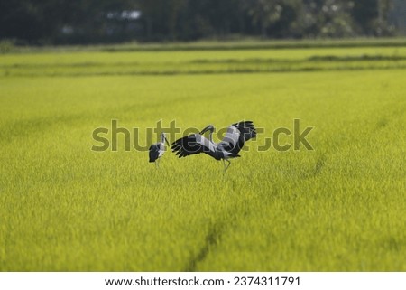 A stork flies over a rice field, in Nakhon Sawan province, north of Bangkok on October 12, 2023 Royalty-Free Stock Photo #2374311791