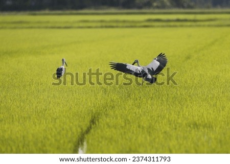 A stork flies over a rice field, in Nakhon Sawan province, north of Bangkok on October 12, 2023 Royalty-Free Stock Photo #2374311793