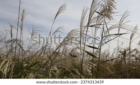 Silver grass and reed forest, Nature Korea