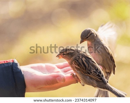 The boy feeds the birds with seeds from his hand. Sparrow eats seeds from the boy's hand The Sparrow sits on boy's hand. Royalty-Free Stock Photo #2374314097