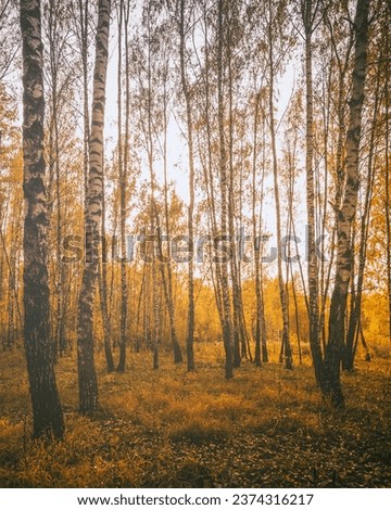 Yellow leaf fall in the birch grove in golden autumn on sunset. Landscape with trees on a sunny day. Vintage film aesthetic.