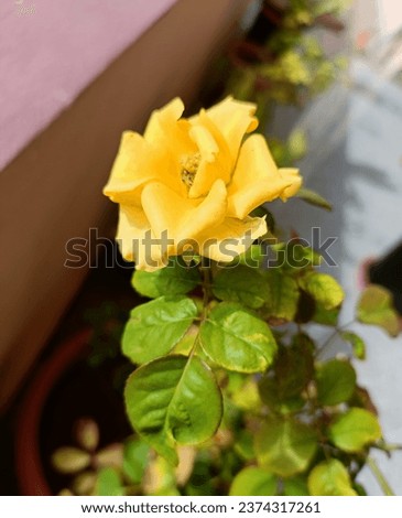 Yellow rose the friendship garden