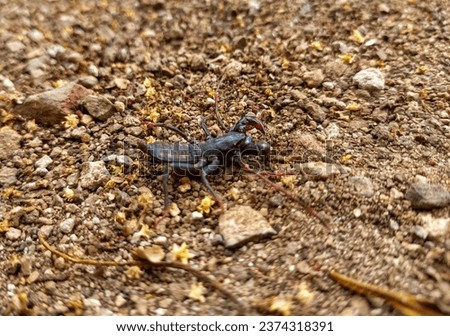 Mastigoproctus giganteus, the giant whip scorpion, also called the giant vinegaroon or grampus, is a species of whip scorpions in the family Thelyphonidae.