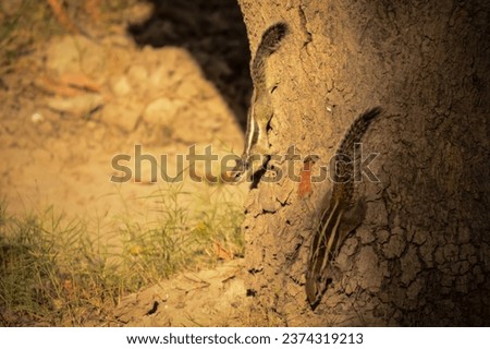 close up of Indian palm squirrel. chipmunks. Northern palm squirrel. Indian palm squirrel. eating food concept. Gilheri. Funambulus pennatii. 
MyRealHoliday. Five stripes squirrel playing