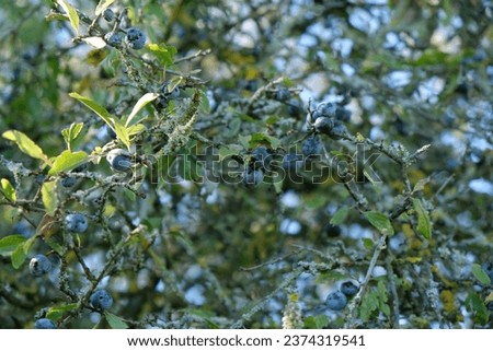 on the sloe bush are green leaves