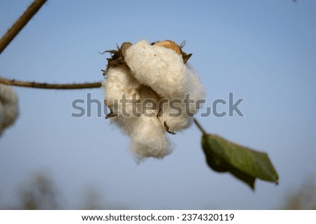 cotton flowers and crop , Cotton is a soft, fluffy staple fiber that grows in a boll, or protective case, around the seeds of the cotton plants. white cotton flower. 