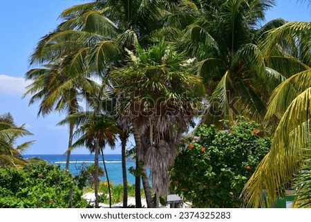 An extremely picturesque tropical beach with coconut palms