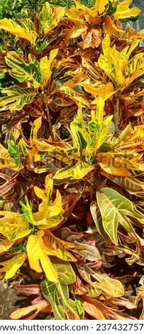 The motifs of the shape and various colors of Croton leaves make it often used as an ornamental plant in the home yard