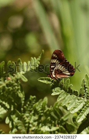 a beuatiful butterfly lites of the green leaves of the local faauna