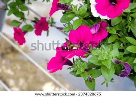 Beautiful and colorful flowers for background or templates 
