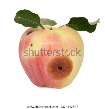 Wormy apple isolated on white background. Royalty-Free Stock Photo #2374342527