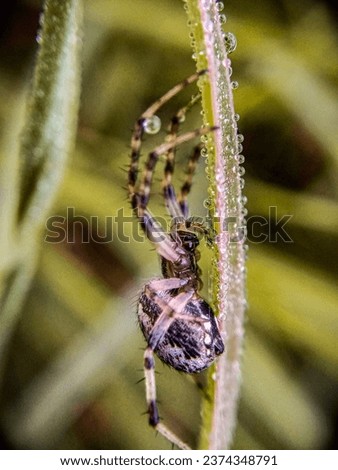 A Close-up Picture Of Spider In Morning Time 