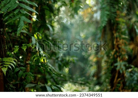 The picture of rain forest in blurred and bokeh afor use in background or copy space.