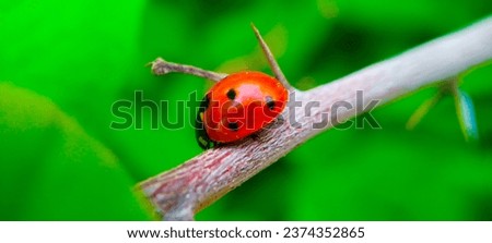 Macro Picture Of Cute Ladybug 