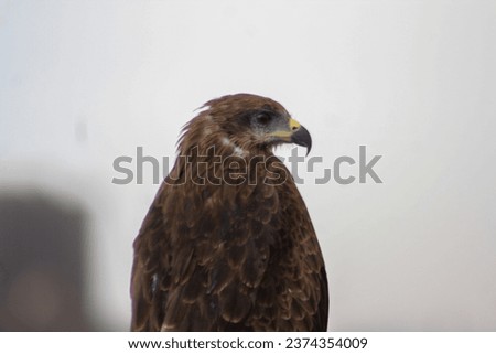 eagle face close up picture 
