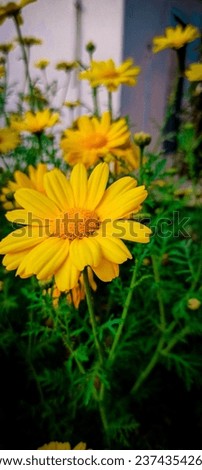 Sunflower Picture | Download Free Images 