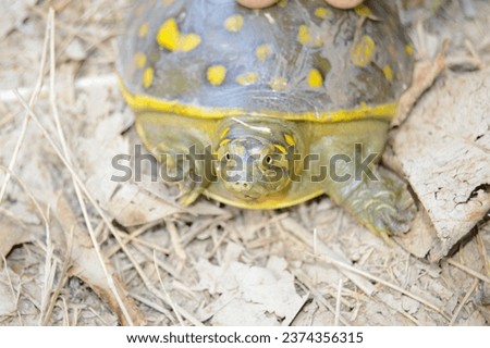 Lissemys Punctata. Indian Flapshell turtle. This turtle has a leathery carapace. It is found in ponds, rivers and lakes and aestivates in moist soil during the dry season. indian flapshell turtle. Royalty-Free Stock Photo #2374356315