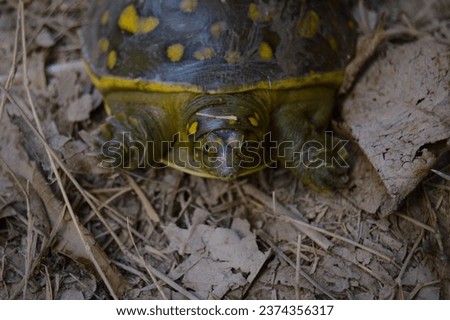 Lissemys Punctata. Indian Flapshell turtle. This turtle has a leathery carapace. It is found in ponds, rivers and lakes and aestivates in moist soil during the dry season. indian flapshell turtle. Royalty-Free Stock Photo #2374356317