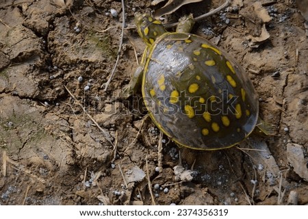 Lissemys Punctata. Indian Flapshell turtle. This turtle has a leathery carapace. It is found in ponds, rivers and lakes and aestivates in moist soil during the dry season. indian flapshell turtle. Royalty-Free Stock Photo #2374356319